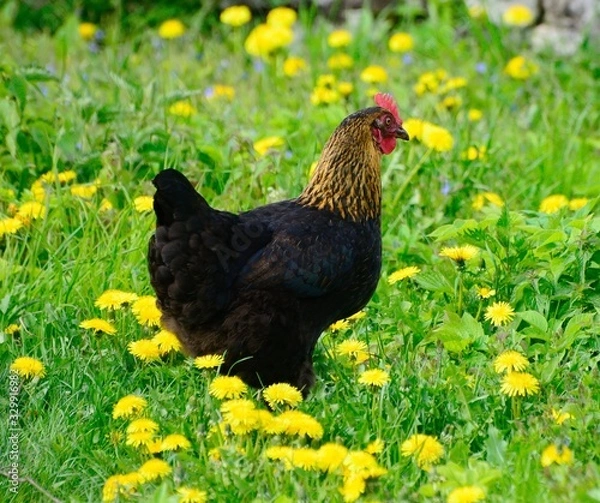Fototapeta Chicken on a field with yellow flowers