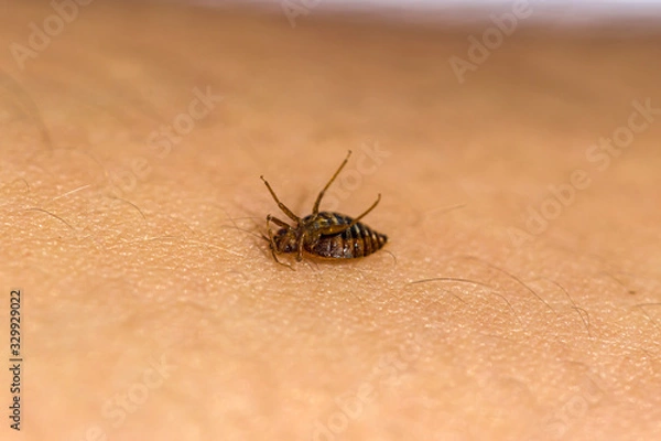 Fototapeta Dead Bed Bug 