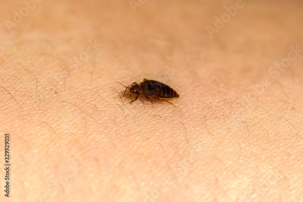 Fototapeta Bed Bug