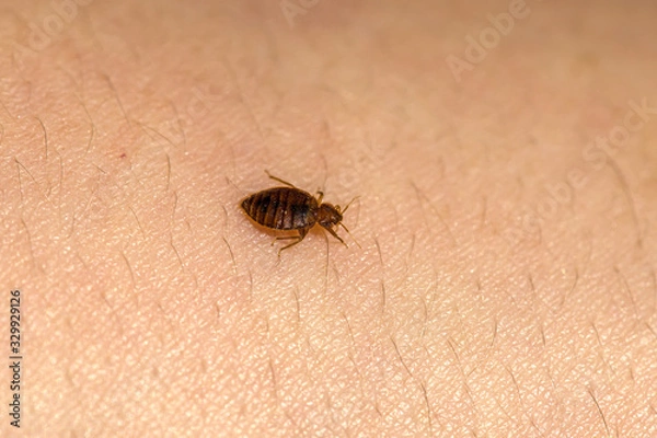 Fototapeta Bed Bugs 