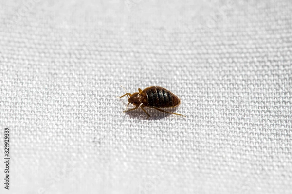 Obraz Bed Bug Up Close On Bed 