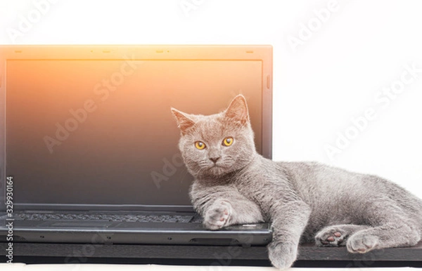 Fototapeta The cat is lying on the laptop . Working on a computer. Breed British. Concept of Studio shooting for articles and ads about the leisure of Pets.