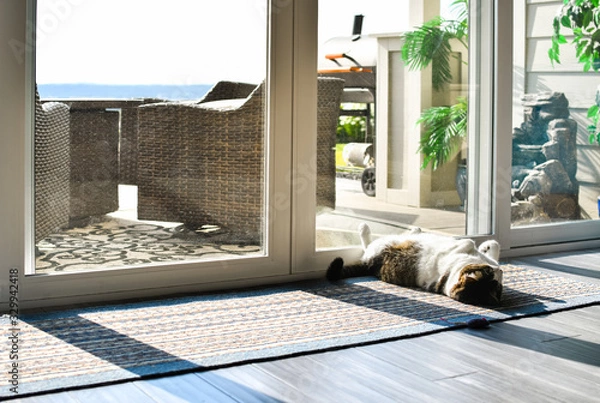Fototapeta A gray and white tabby cat lounges on his back in the sun in front of a sliding glass door.