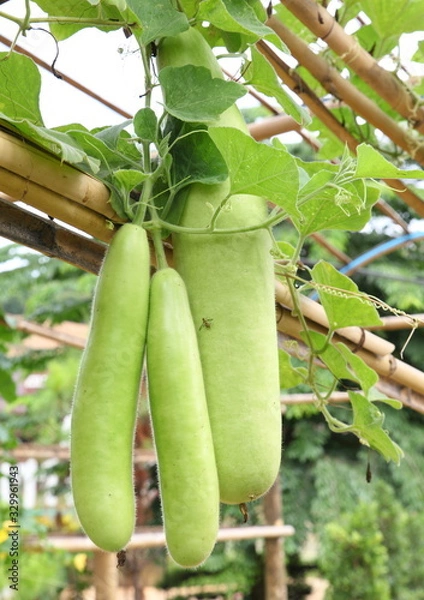 Obraz Wax gourd on its tree