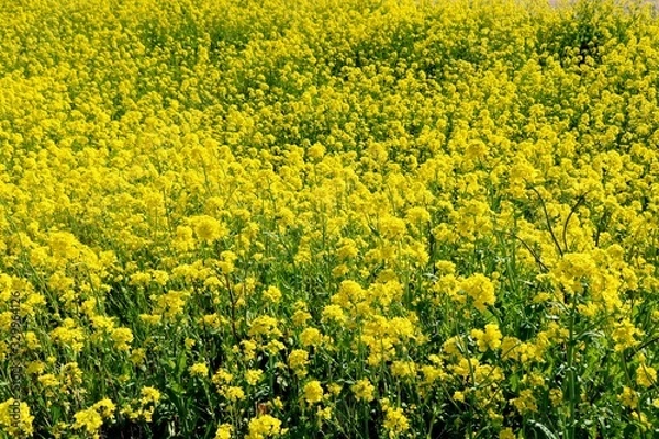 Fototapeta 菜の花　群生　春　いやし　渡良瀬　杤木