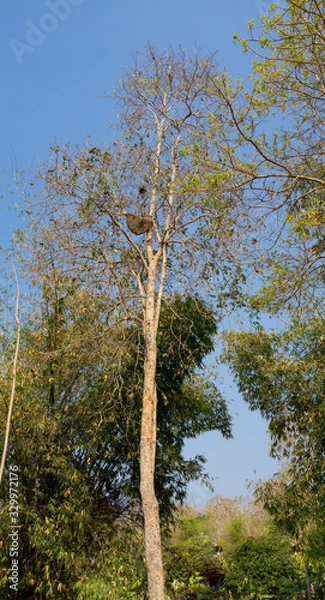 Fototapeta beehive 2