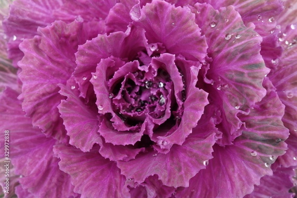 Fototapeta 雨に濡れた紫の葉牡丹の壁紙