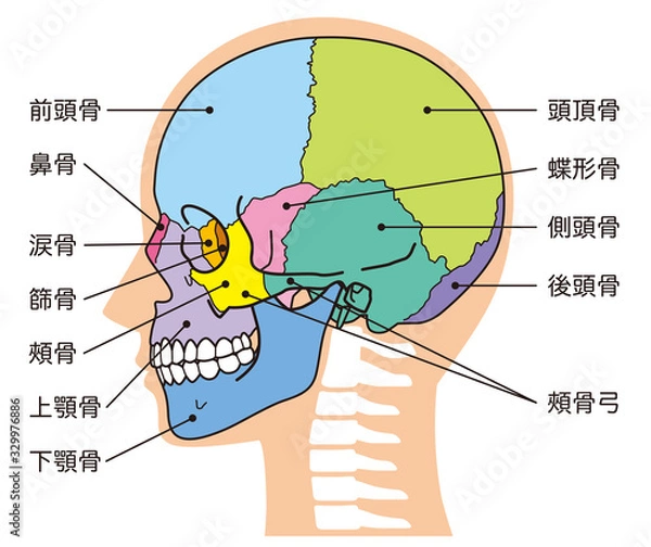 Fototapeta 頭蓋骨　頭部の骨　名称
