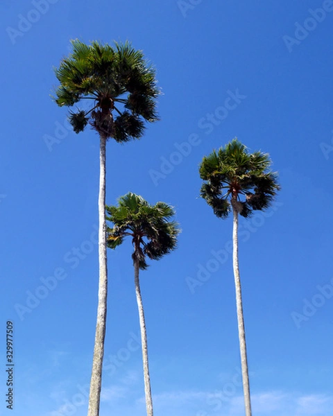 Obraz Three grand palms sway in the breeze along the Florida coast under a clear blue sky.