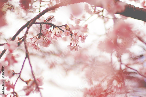 Fototapeta 桜　フィルム風