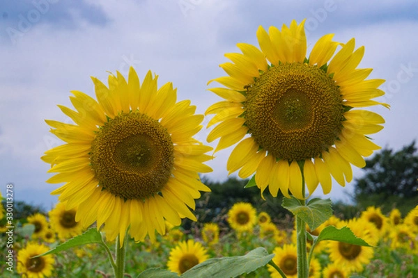 Fototapeta ひまわり