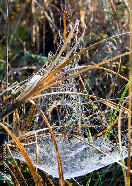 Obraz Spider web brightly lit by the sun with dew in autumn grass