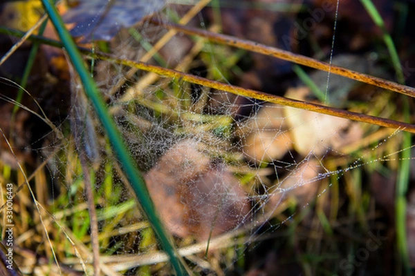 Obraz Spider web with dew in autumn grass
