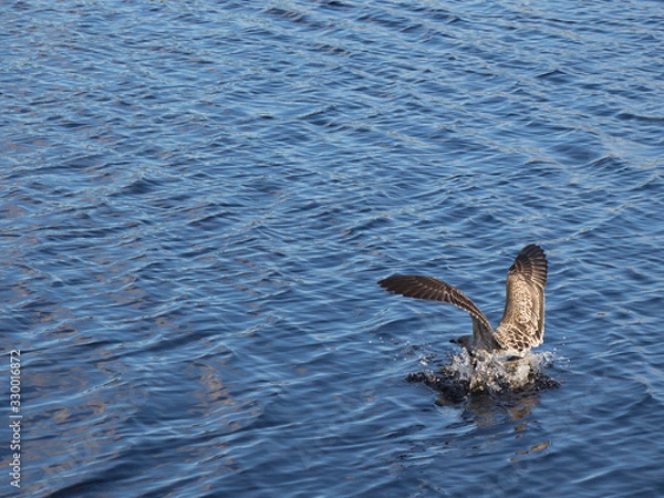 Obraz Seagull landing on blue water in splashing. Smooth landing