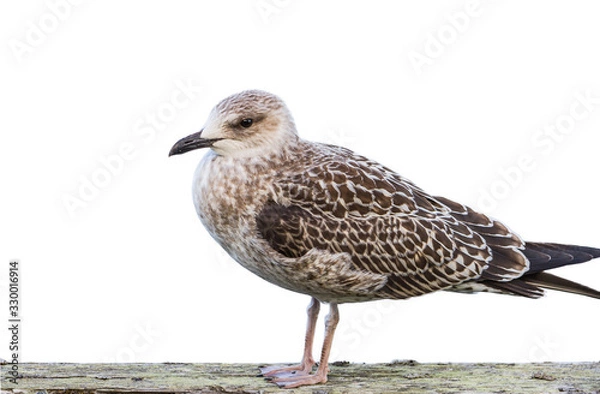 Obraz Seagull isolated on white background standing on a wooden surface