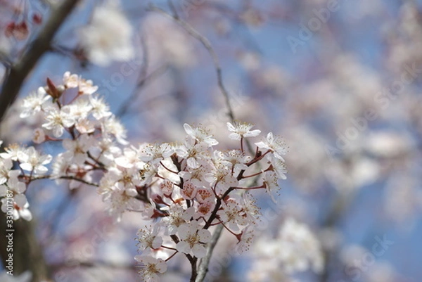 Fototapeta 桜に似ている花、ベニバスモモ
