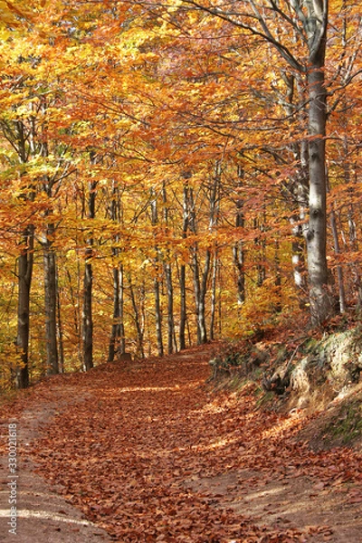 Obraz autumn in the forest