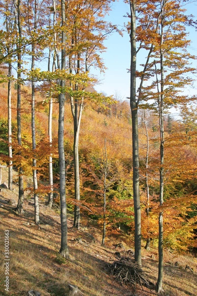 Obraz forest in autumn