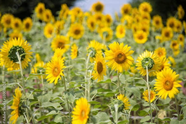 Fototapeta ひまわり畑