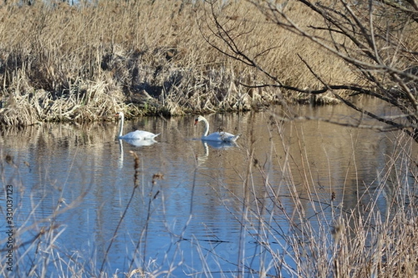Fototapeta Lagoon swamp spring swan wind water