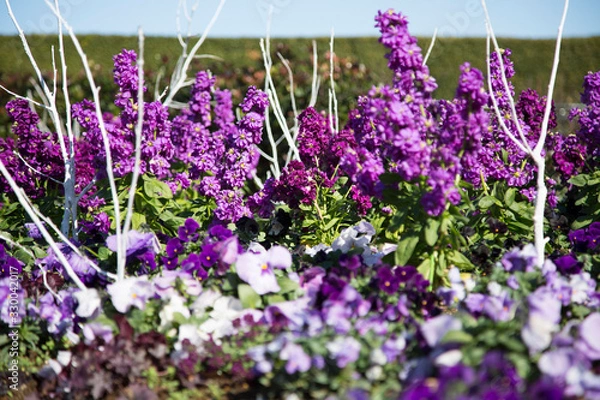 Obraz 紫のはなぞの