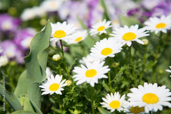 Obraz デイジー畑