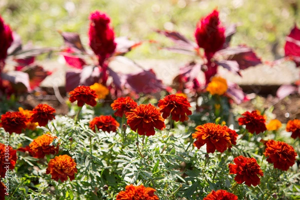 Obraz マリーゴールド