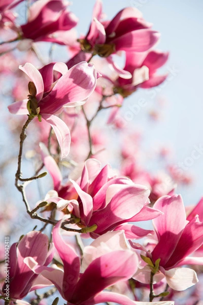 Obraz 美しいモクレン