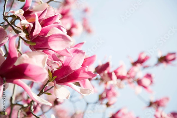 Obraz 美しいモクレン