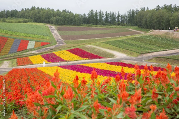 Obraz 四季彩の丘
