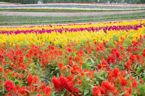 Obraz 四季彩の丘
