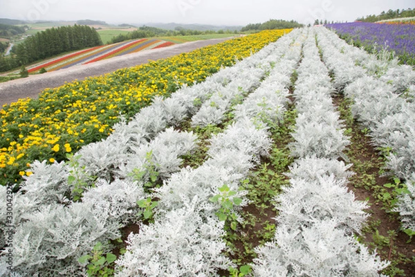 Obraz 四季彩の丘
