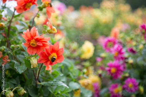 Obraz カラフルなお花