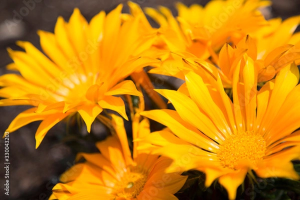 Obraz 色とりどりのガザニア
