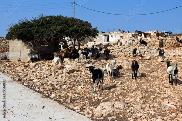 Obraz Arki island, goats in a rural farmhouse on a sunny day -  Dodecanese Islands, Greece

