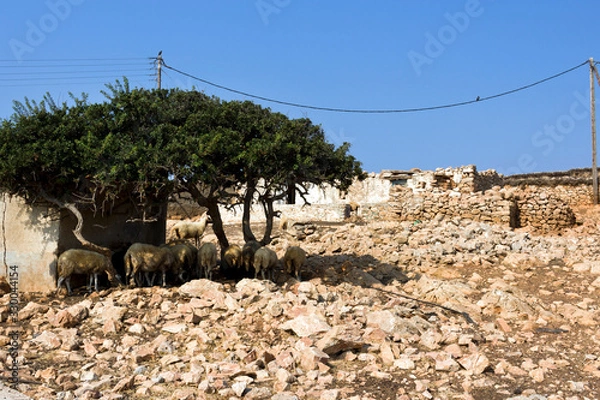 Obraz Rural farmhouse in Arkoi island, goats under a tree on a sunny day. Dodecanese Islands, Greece
