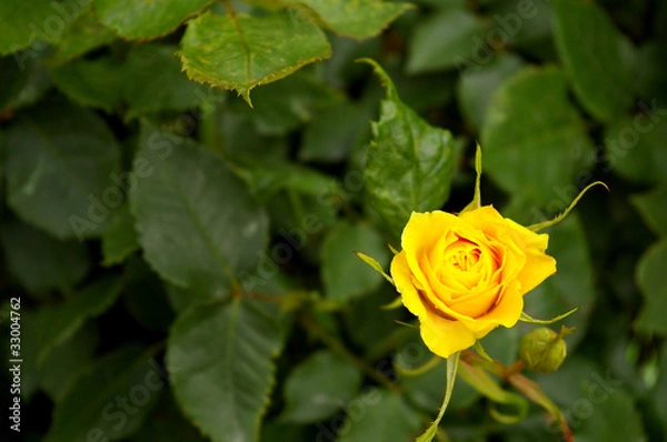 Obraz バラ（黄色）