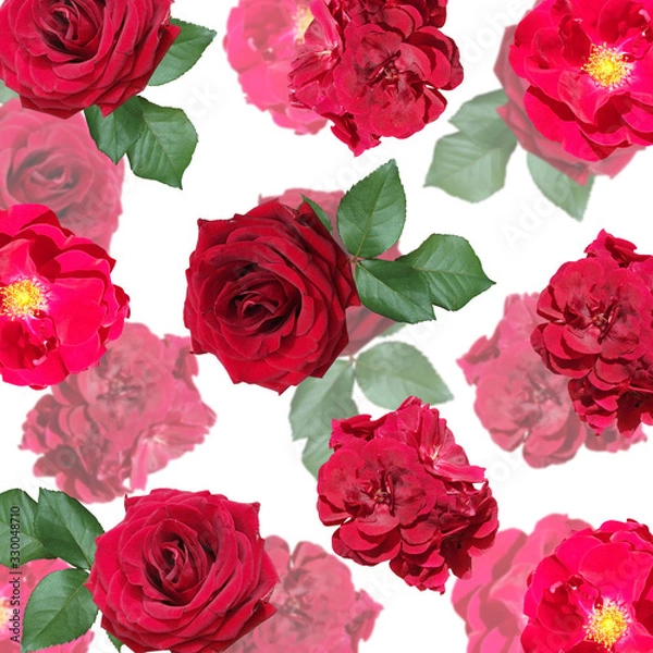 Fototapeta Beautiful floral background of pelargonium and rose. Isolated