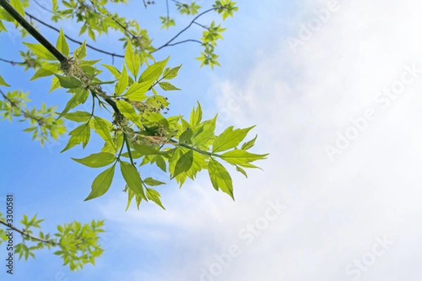 Fototapeta leafs over sky