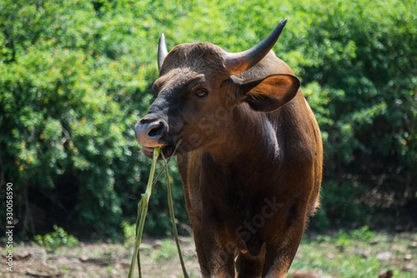 Fototapeta Buffalo eating