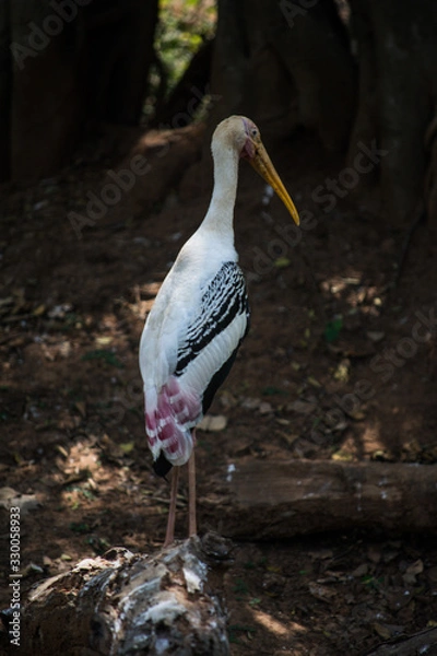 Fototapeta Painted stork