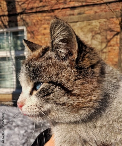 Obraz cat with green eyes