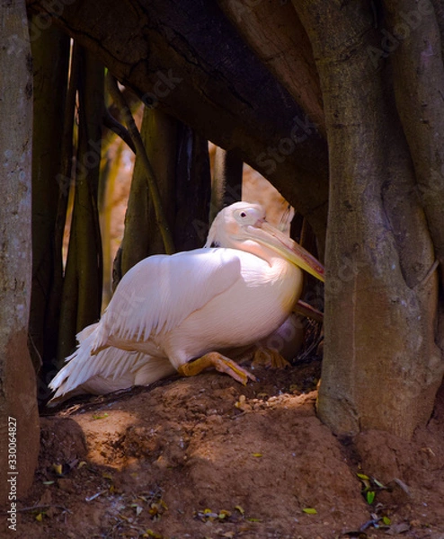 Fototapeta Rosy pelican under a tree cave