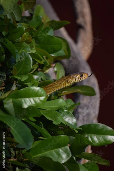 Obraz yellow snake smelling