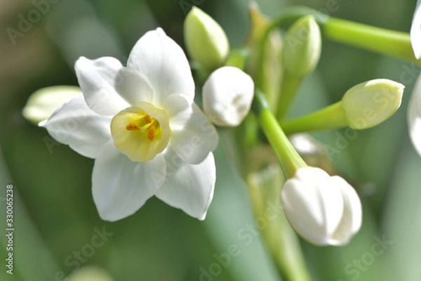 Fototapeta 緑の背景に白く美しい日本水仙