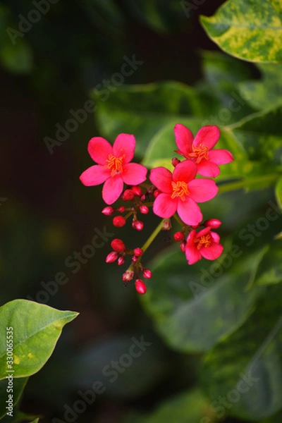 Obraz pink flower in the garden