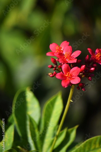 Obraz flowers in the garden