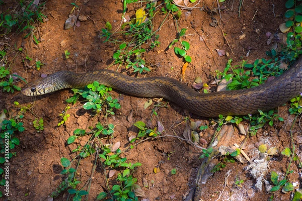 Obraz forest snake