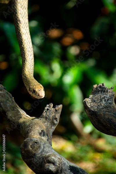Fototapeta closeup of snake on tree