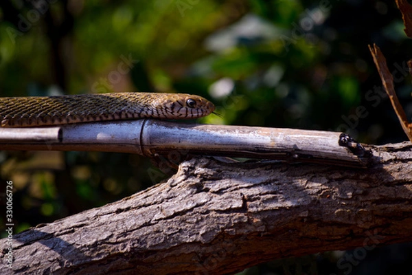 Fototapeta snake on a bamboo stick